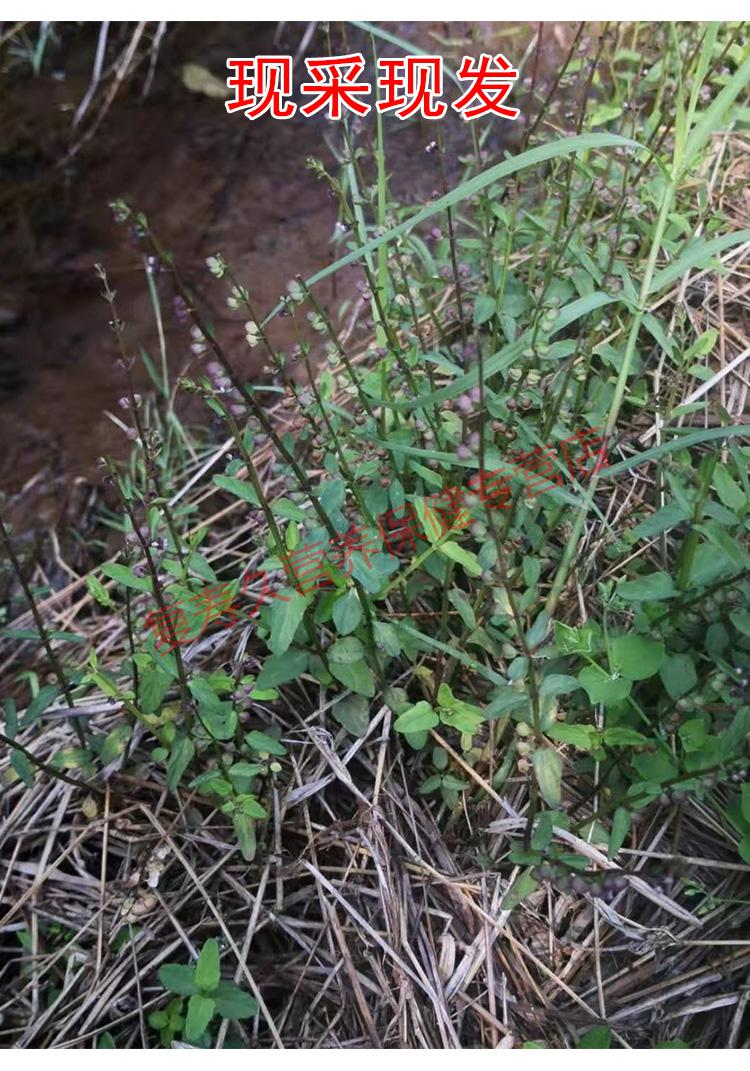 康中尊 深山新鲜半枝莲 半支莲草 潮汕四方枝仔中草药原材料500克 干