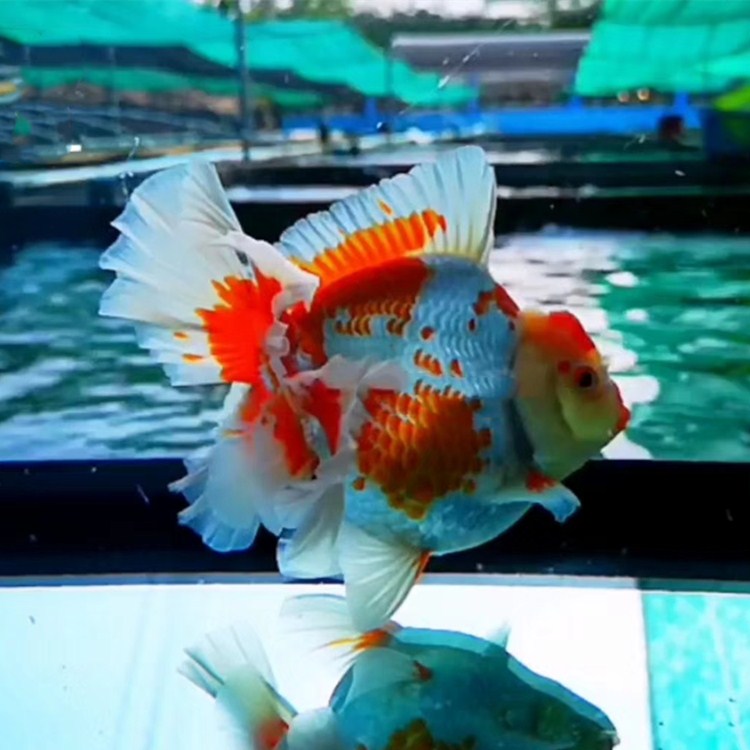 朵芮蜜进口元泰兰花百褶 f1巨人狮宽尾泰狮金鱼活体精品冷水淡水鱼 6