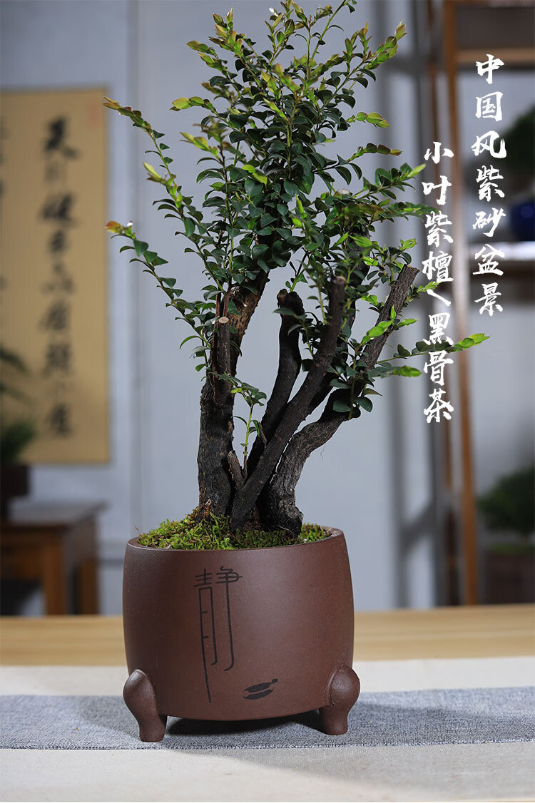 小叶紫檀黑骨茶老桩四季常绿紫砂盆景书房茶几中国风室内盆栽摆件 多