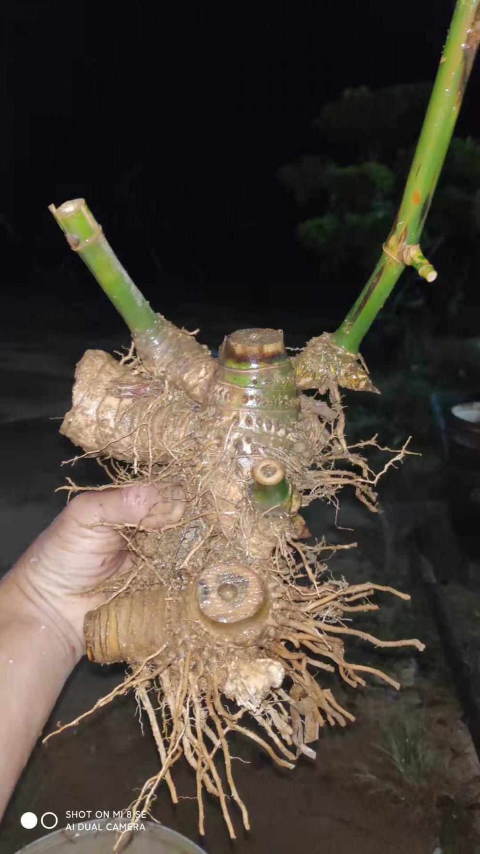 湛江小叶簕竹桩竹鞭竹根苗室内外勒竹子花园庭院绿植盆栽耐寒竹 珍稀