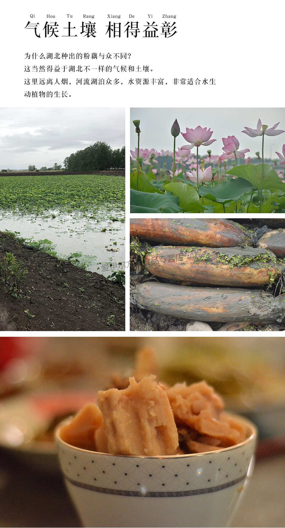 粉藕3湖北特产新鲜现挖武汉蔡甸煲汤莲藕5斤红花老汤1500g