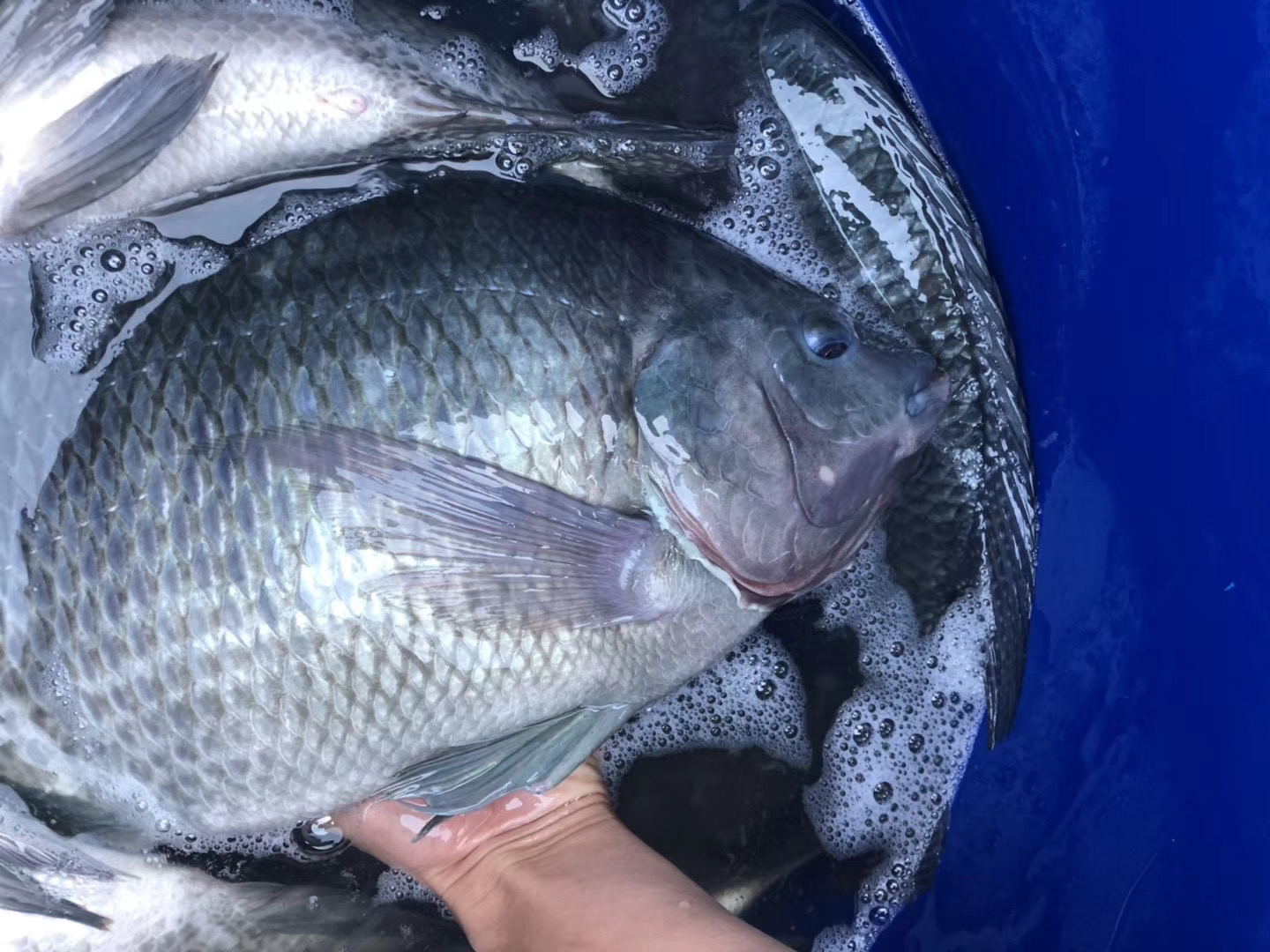 荣郁新吉富罗非鱼苗非洲鲫福寿鱼大鳞五号脆肉罗非鱼顺丰包活专用饲料