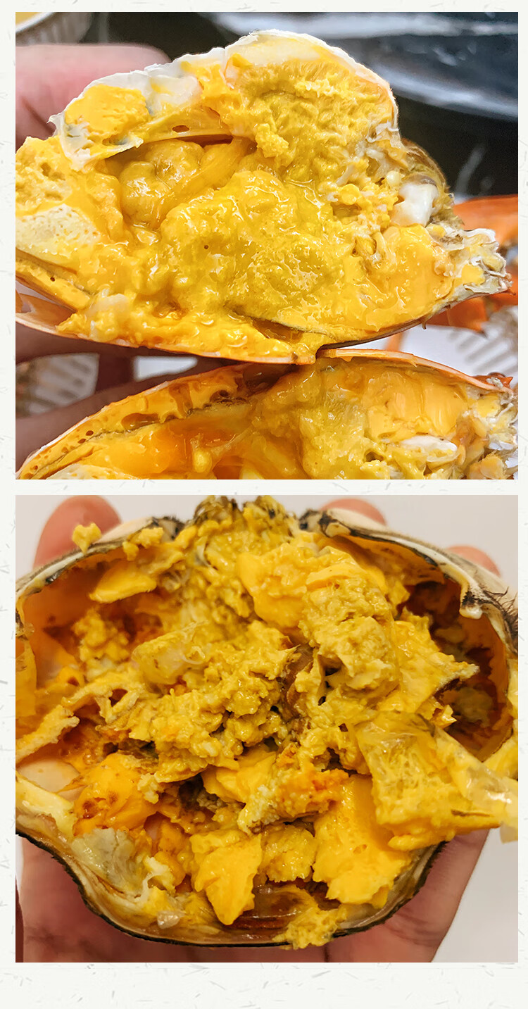 【顺丰空运-包活到家】正宗头手黄油蟹单只7两鲜活螃蟹特大海鲜超朴