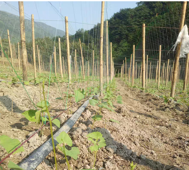 长豆爬藤网苦瓜棚网吊瓜种植网百香果架网花爬藤网植物网豆角大棚 2x