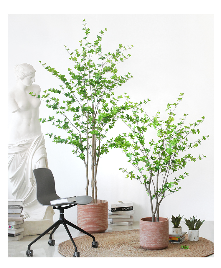 绿植日本吊钟树室内落地植物盆栽家居服装店装饰摆件吊钟树26多杆米色