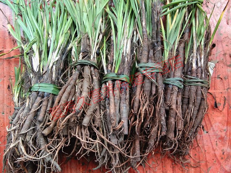 康中尊贵州野生农产品仙茅参500g中药原材料独脚仙矛地棕苗独茅根先矛