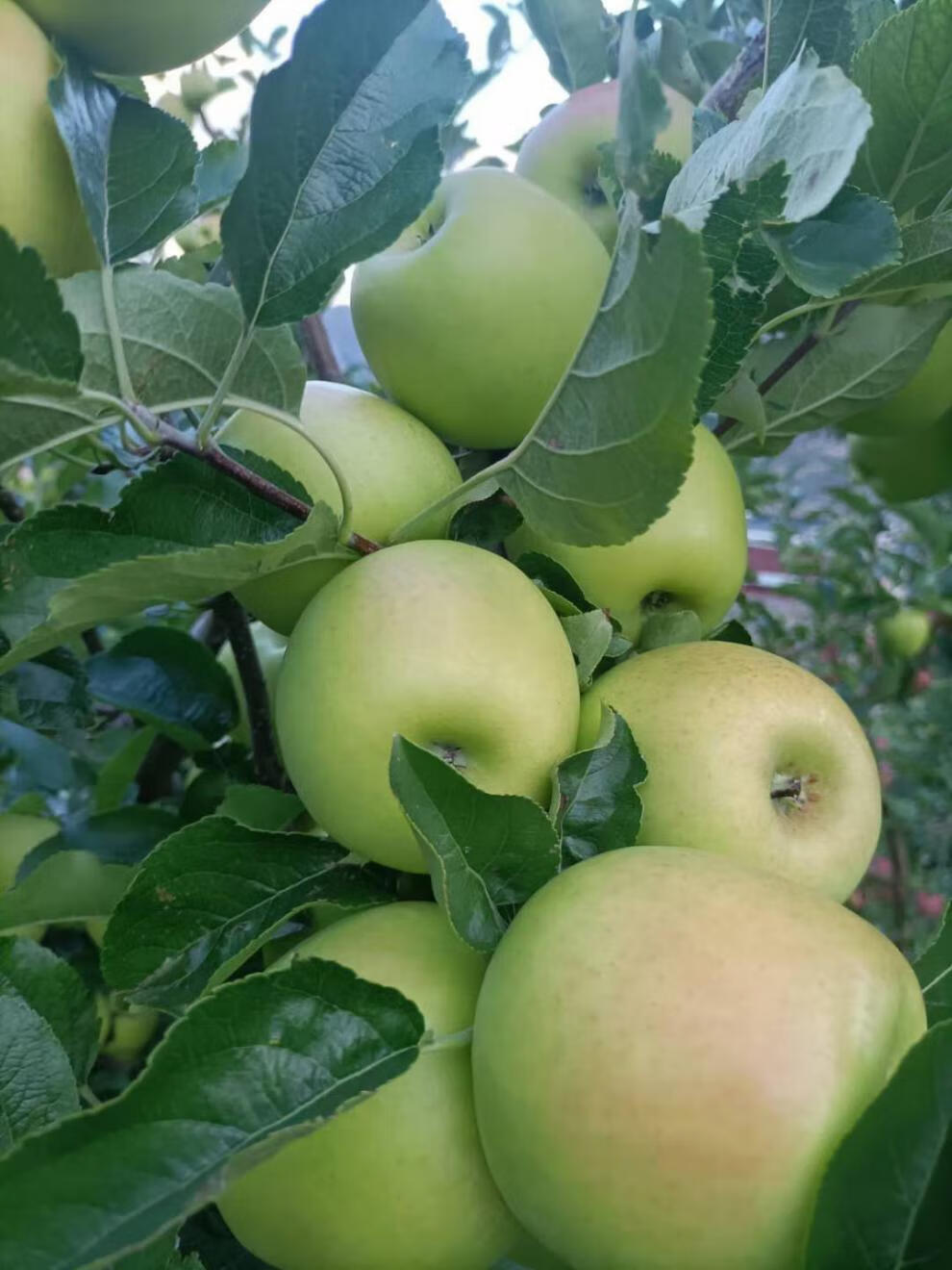 【国庆送礼】【顺丰】四川甘孜苹果 阿坝州小金d苹果 自家果园 现摘现
