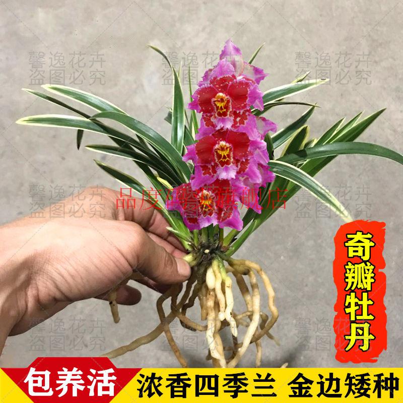 金边兰花红凤荷冠四季兰开花浓香矮种夏带花苞金边粉桃佳人四季兰浓香