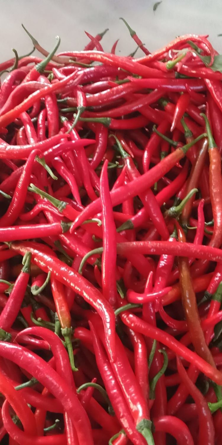 新鲜红色小辣椒辣妹子螺丝椒线椒杭椒小尖椒大红色农家自种直发【8月