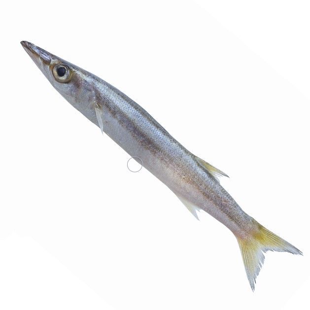 【渤海特产】沙丁鱼特大海捕沙尖鱼海鲜水产鲜活海鲜冷冻水产 3斤装