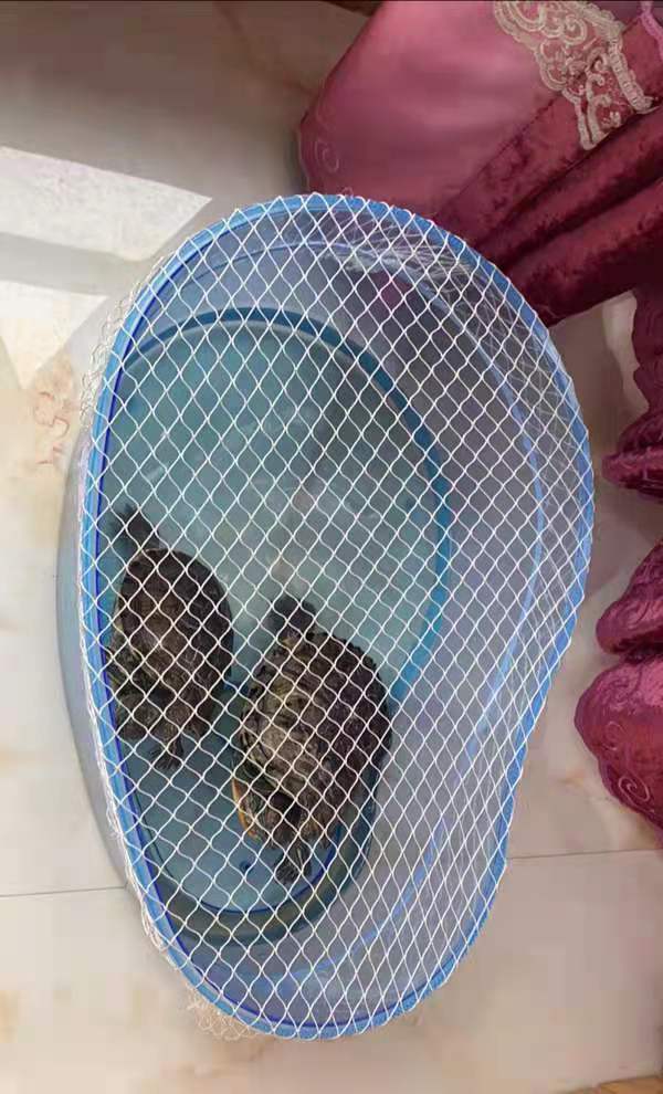 乌龟箱防逃网鱼缸防跳网防逃网防鱼跳缸网鱼缸网罩防猫网防落叶网 50*