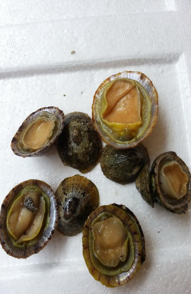 【顺丰冷链发货】沢素湾 新鲜鲜活将军帽螺 厚盏 斗嫁粒野生贝类 2斤