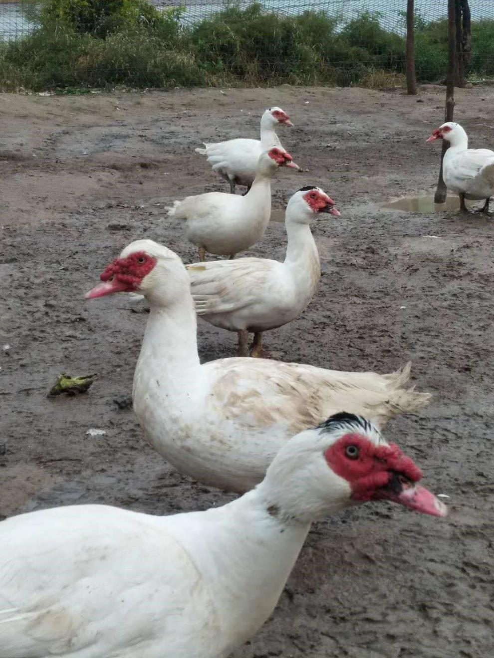 农家散养番鸭红头鸭土鸭子红脸鸳鸯新鲜活体现杀现发生鲜整只鸭肉杀好
