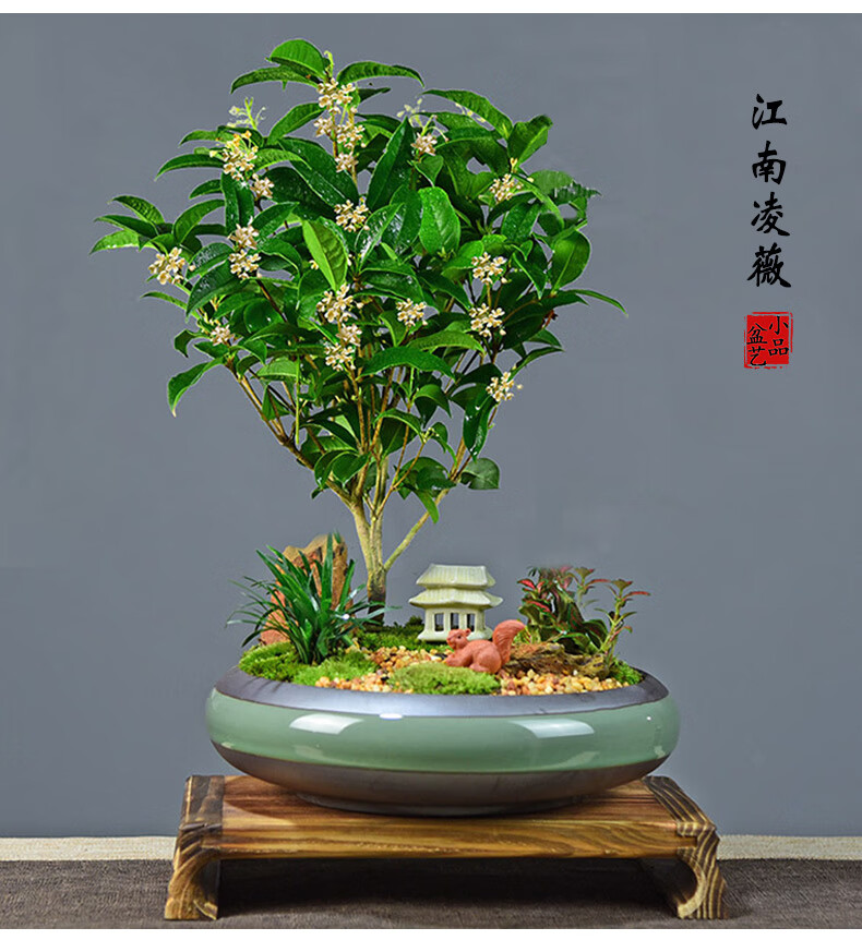四季桂花树盆栽植物盆景阳台室内好养庭院常青绿植开花浓香型花卉 楠
