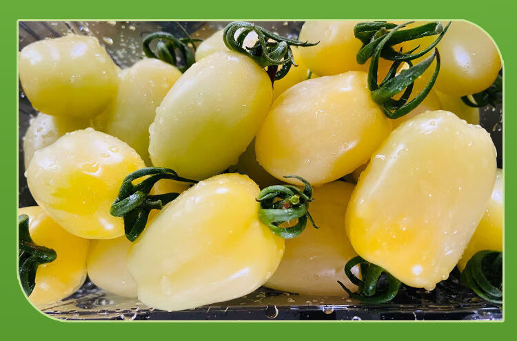 白展堂小番茄山东圣女果生吃白千禧柿子现摘2-5斤顺丰 三斤精选【图片