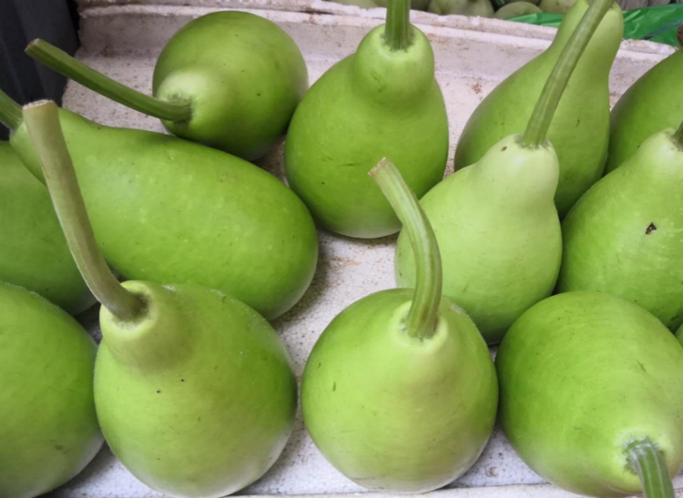 现货新鲜蒲瓜田蒲农家种植短瓠 瓠瓜 新鲜农家菜 葫芦瓜 10斤