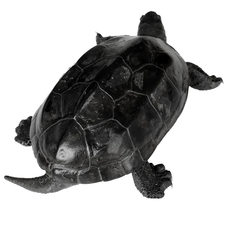 不二臣顶墨黑墨龟纯种全黑外塘中华草墨龟苗公龟宠物龟活物观赏 5~6cm