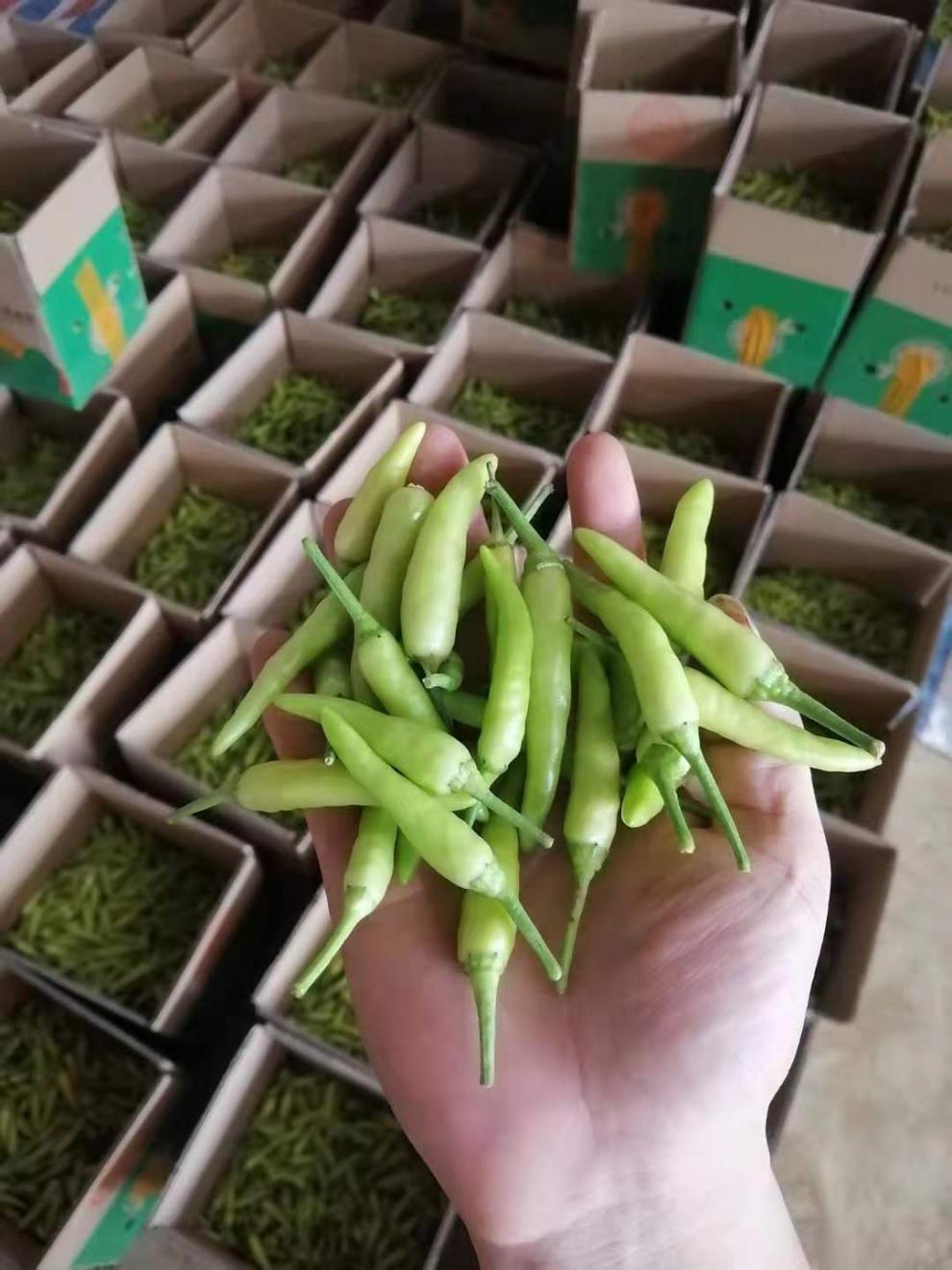 【精选生鲜】广西新鲜野山椒白米椒特辣小米椒朝天椒现摘泡椒小个白红