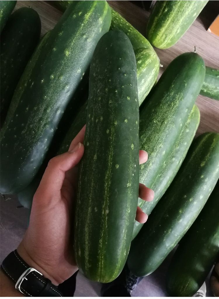 金枝恋 农家宝908大吊瓜种子花皮青皮青瓜黄瓜种籽广东审定品种春季四