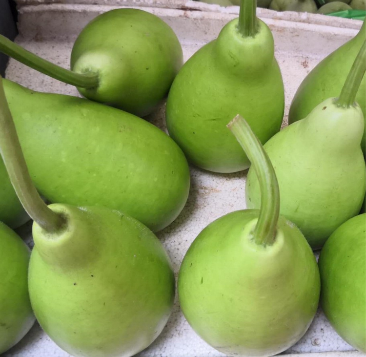 现货新鲜蒲瓜田蒲农家种植短瓠 瓠瓜 新鲜农家菜 葫芦瓜 10斤