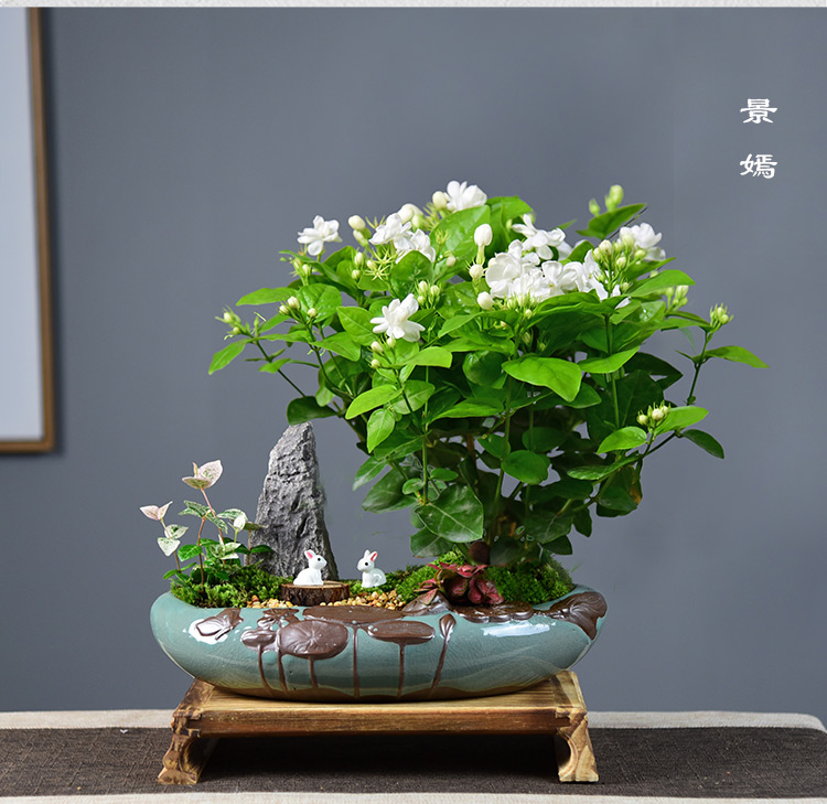 大茉莉花盆栽室内花卉观花盆景植物浓香带花苞绿植四季开花中盆上选绣
