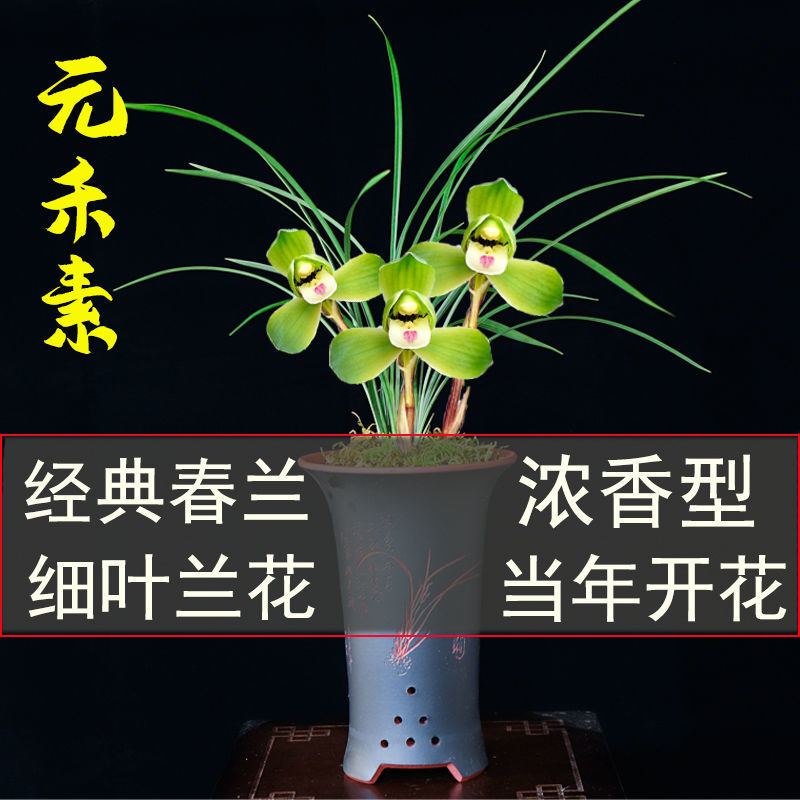 春兰【天山芙蓉】 5苗连体送肥药【当年开花】送加仑盆【图片 价格