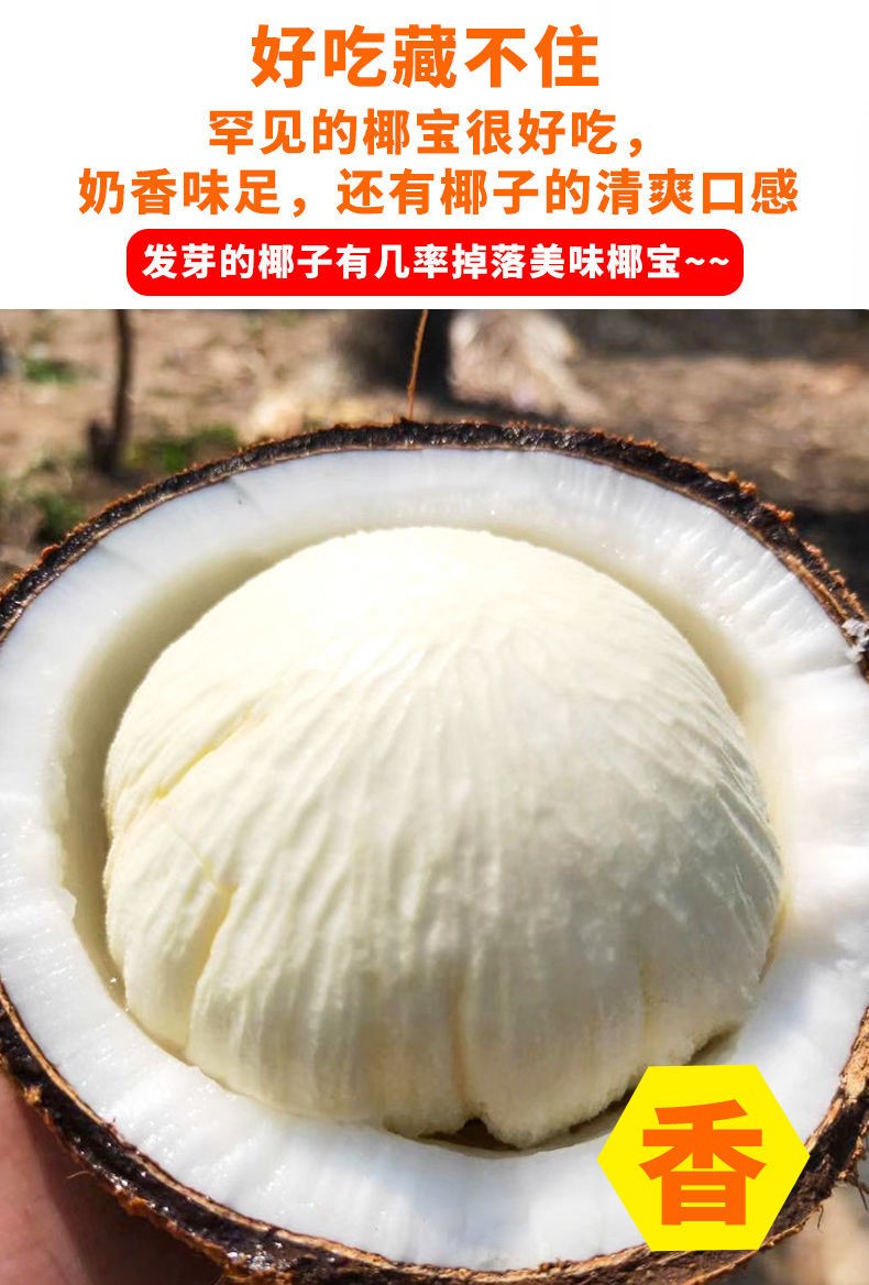 椰宝椰子宝海南新鲜水果老椰子芯发芽椰肉饼椰饼抖音网红椰子蛋1个