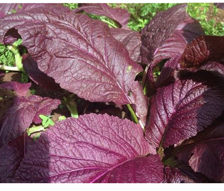 金枝恋韩国进口赤紫芥菜种子大叶芥菜种籽春秋四季野菜阳台盆栽蔬菜种