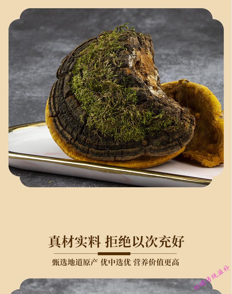 西藏野生桑黄金边桑黄桑树桑黄灵芝野生桑黄天然正宗黄金桑黄泡水西藏