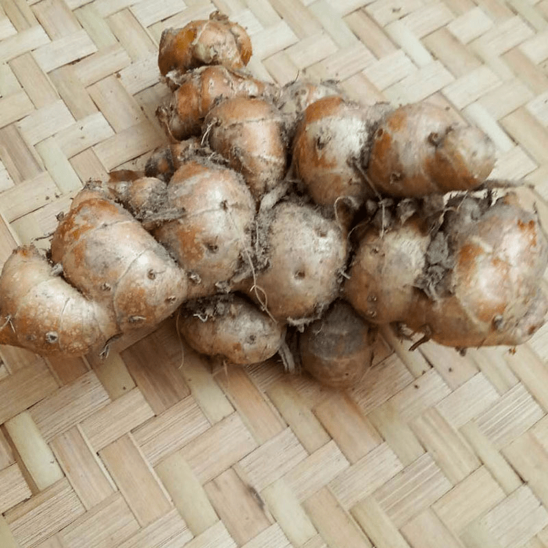 广东湛江特产现挖正宗新鲜沙姜三奈山奈沙姜种子个大香浓 2斤装 个大