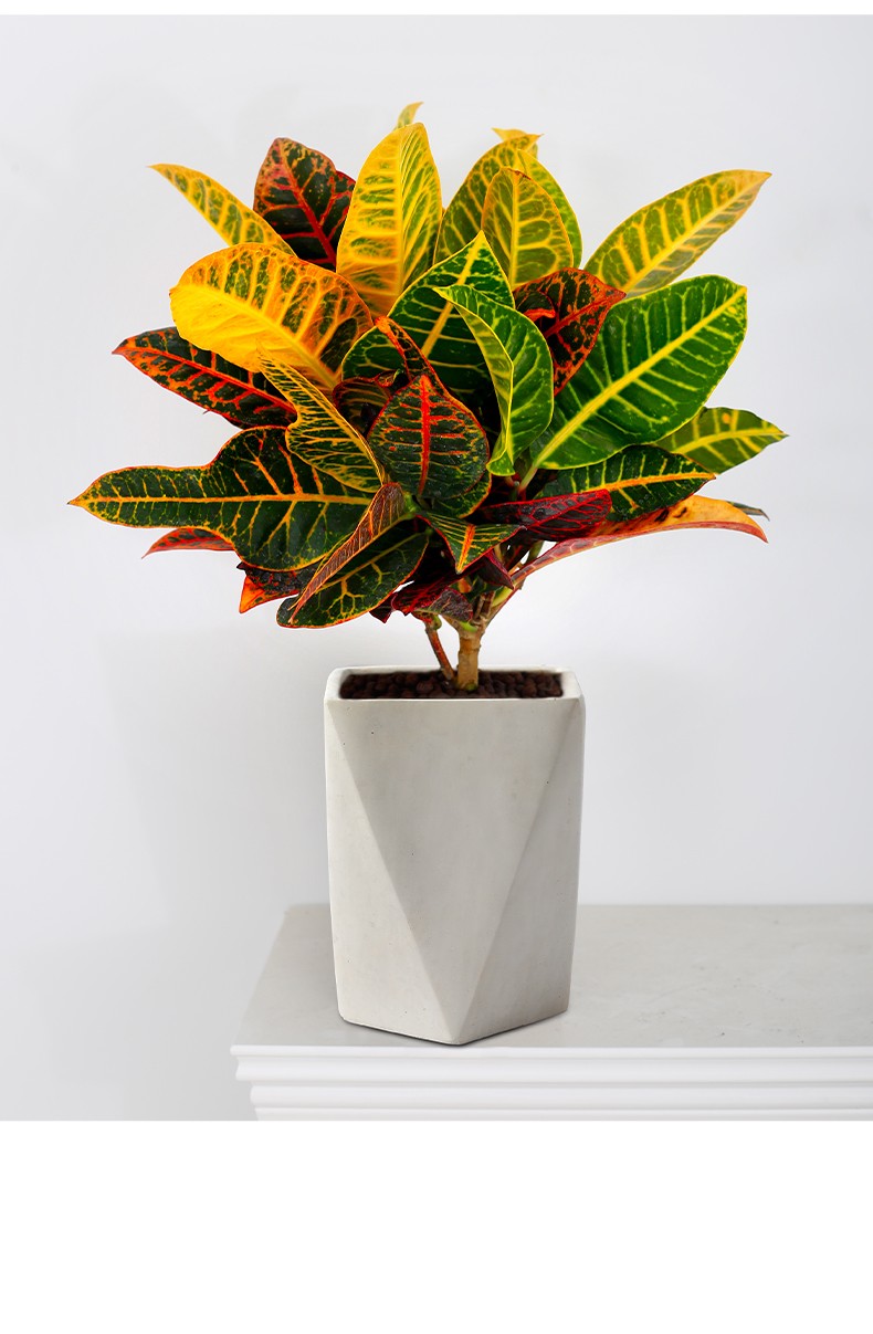 金枝恋七彩变色木盆栽变叶木植物室内外花卉阳台好养易活花叶大绿植