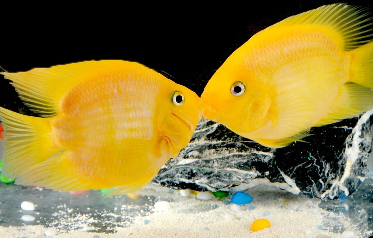 楠苑秋颖热带鱼黄金鹦鹉鱼财神鱼发财鱼风水鱼中大型元宝鱼宠物观赏鱼