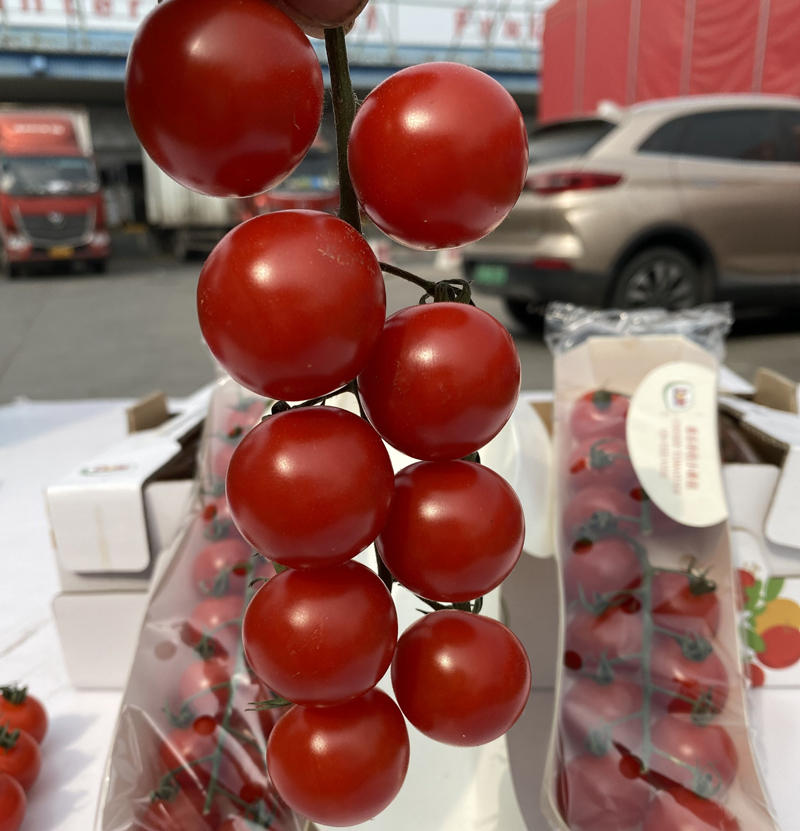 晨臻都乐串收樱桃番茄无土栽培 西红柿红色串收樱桃小番茄整箱10盒 10