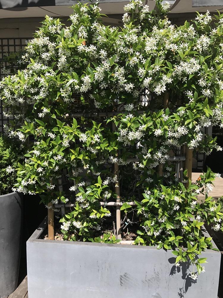 四季不落叶爬藤植物络石藤大苗攀爬盆栽金银丝风车茉莉花苗浓芳香虎雀