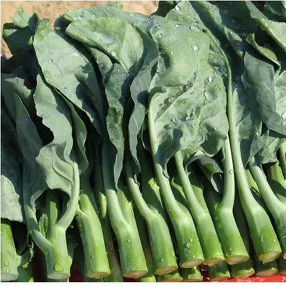 芥兰菜种籽芥蓝菜籽广东芥兰种子芥兰四季多次采收蔬菜种孑大田种四季