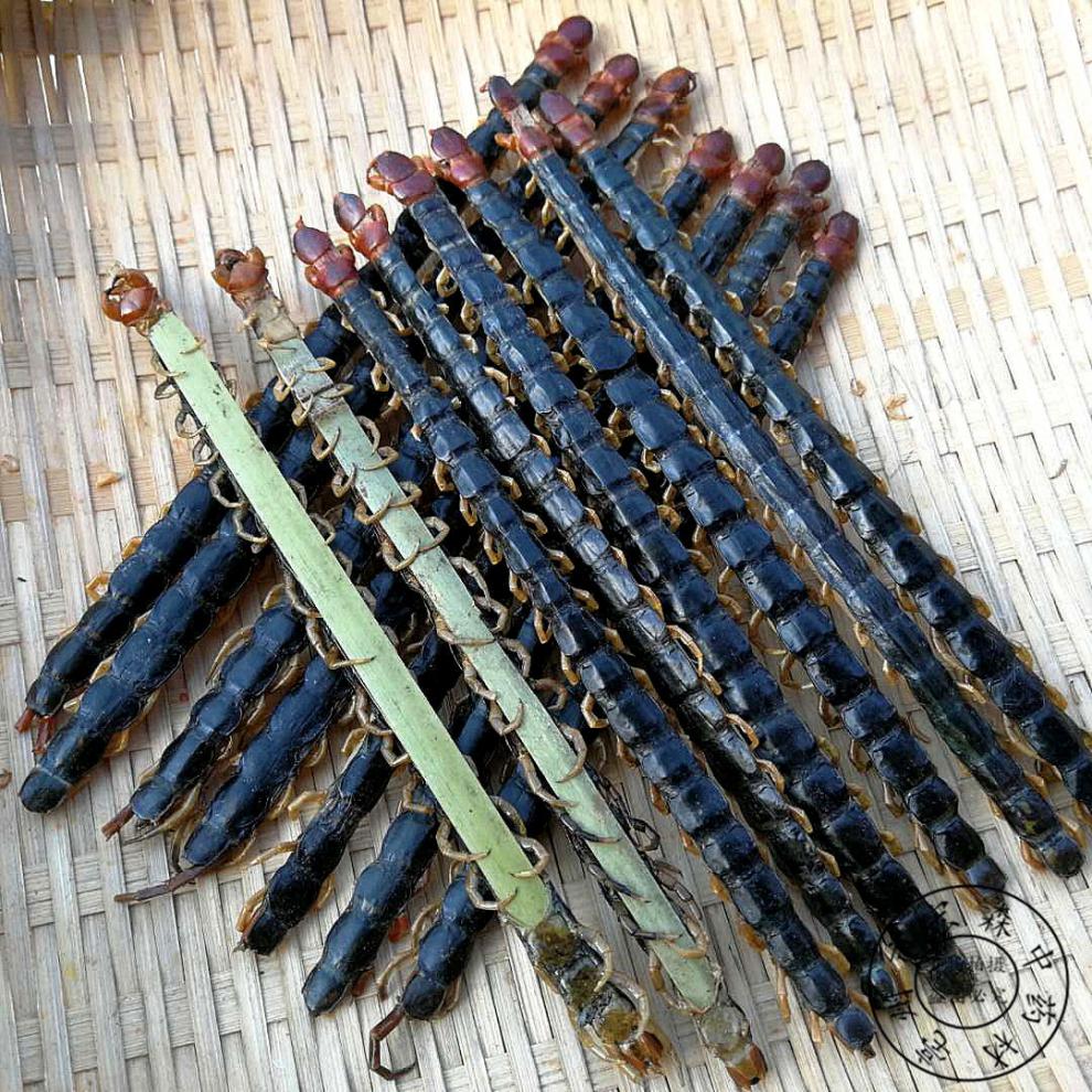 蜈蚣中药材红头蜈蚣干无接条无断条新货1217厘米另蝎子全虫长1213公分