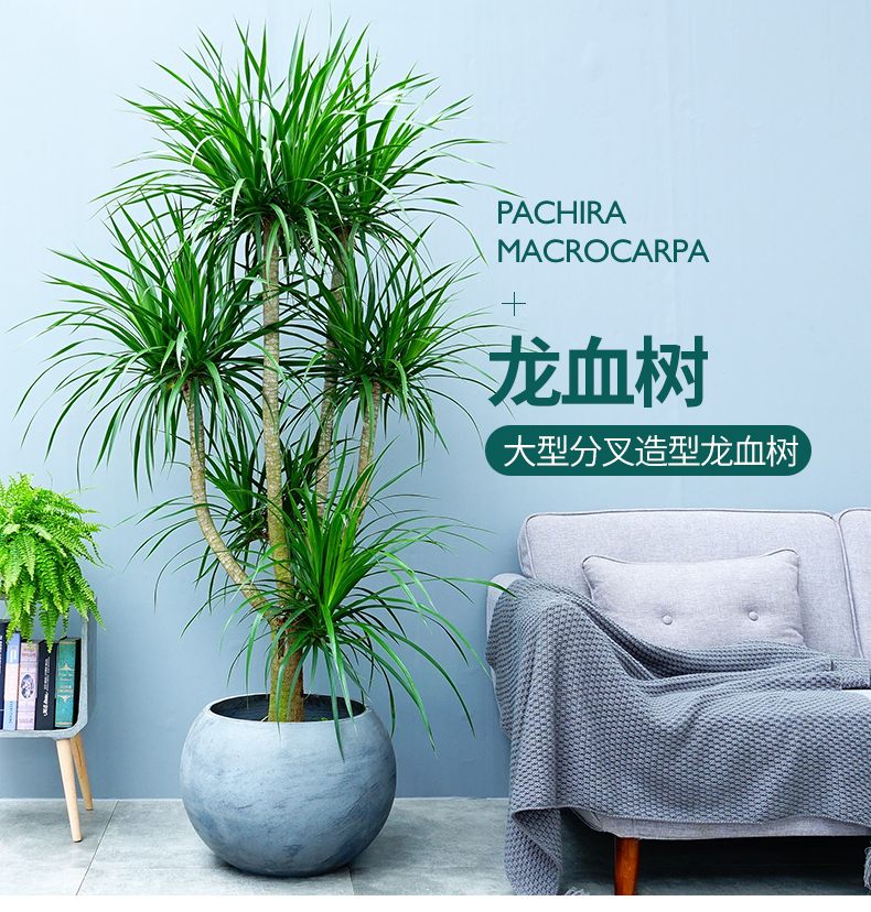 顺米大型分叉造型龙血树盆栽室内办公室北欧简约网红植物四季常青大型