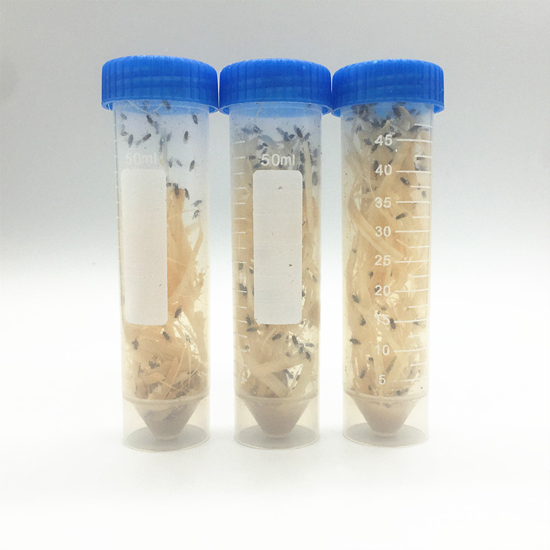 大小残翅果蝇杯宠物活体大刀螳螂跳蛛昆虫角蛙等活体饲料 不包运输