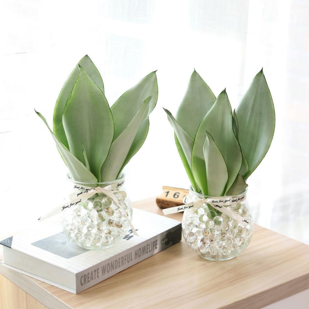 白玉虎皮兰白玉兰水培植物盆栽虎皮兰室内绿植花卉客厅办公室 初石