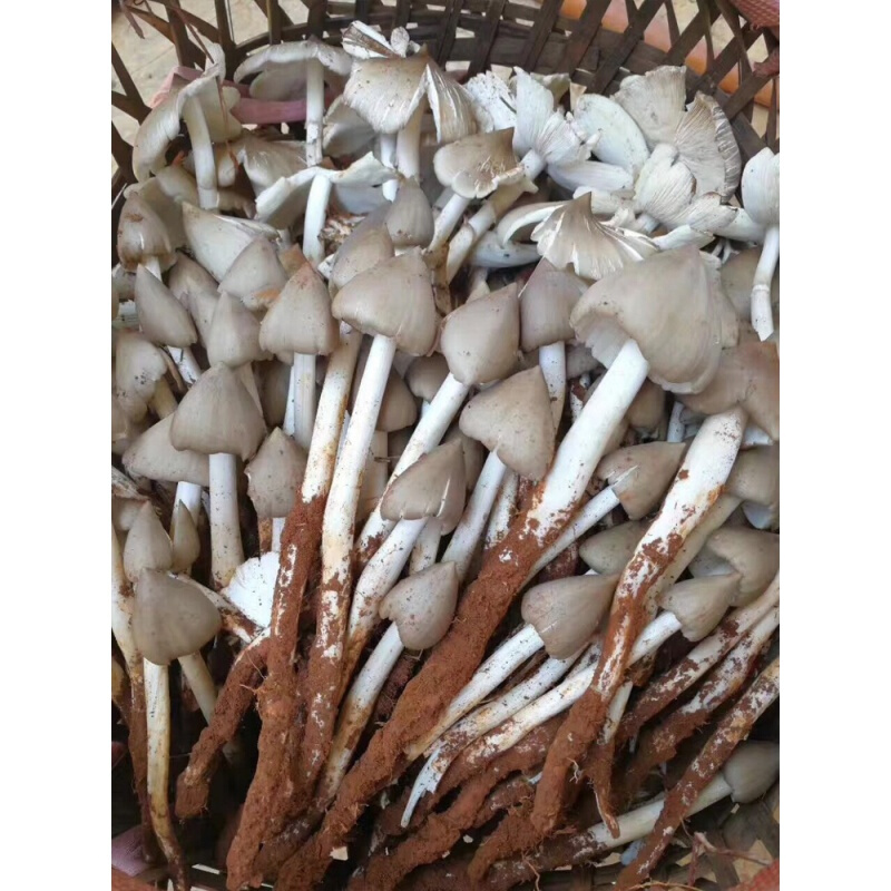 鸡枞菌新鲜云南四川菌斗鸡菇火把鸡枞三塔菇伞把菇 火把鸡枞菌(精选)