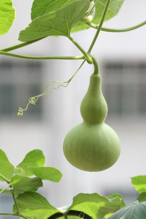墨绿小葫芦种子翡翠葫芦盆栽手捻葫芦种子文玩亚腰种籽盆栽阳台精选