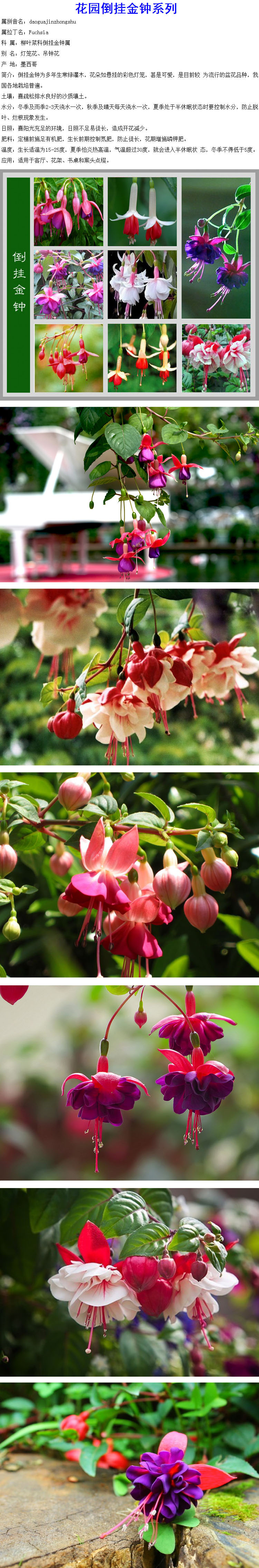 盆栽灯笼花倒挂金钟花籽种子花苗带花苞四季植物重瓣风铃花吊挂窈窕