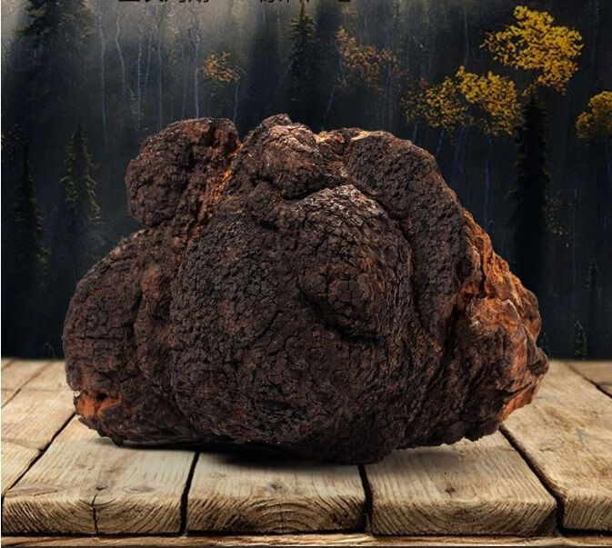 正宗野生长白山桦树茸1斤半斤原装东北批发原生态老茸实惠装桦树茸