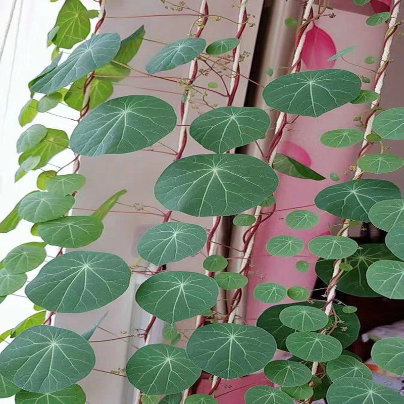 龟甲龙红藤山乌龟可养百年多肉植物金不换盆栽室内可水培四季长青融暖