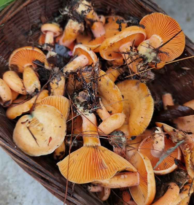 奶浆菌贵州深山野生生蘑菇森林新鲜现摘食用小菌子顺丰 现新鲜枞毛菌