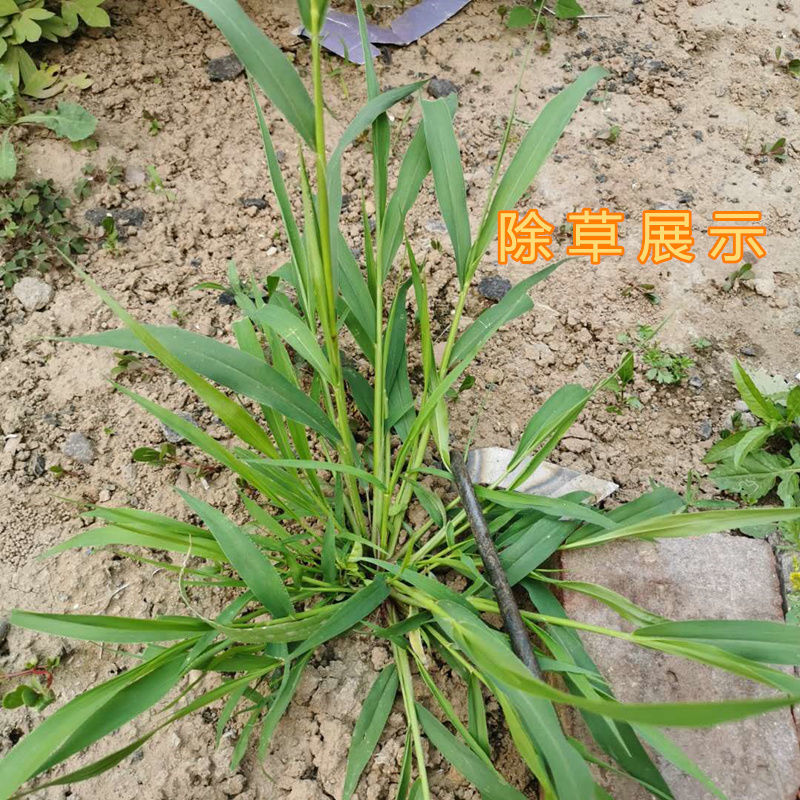 锄头铲草除草小锄头锰钢户外除草花园菜园空心实心手握锄锐衡小方锄