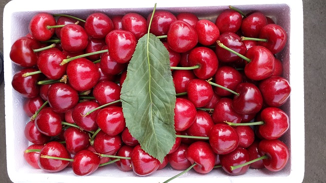 顺丰空运山东美早樱桃新鲜樱桃国产车厘子当季新鲜水果精选高品质现摘