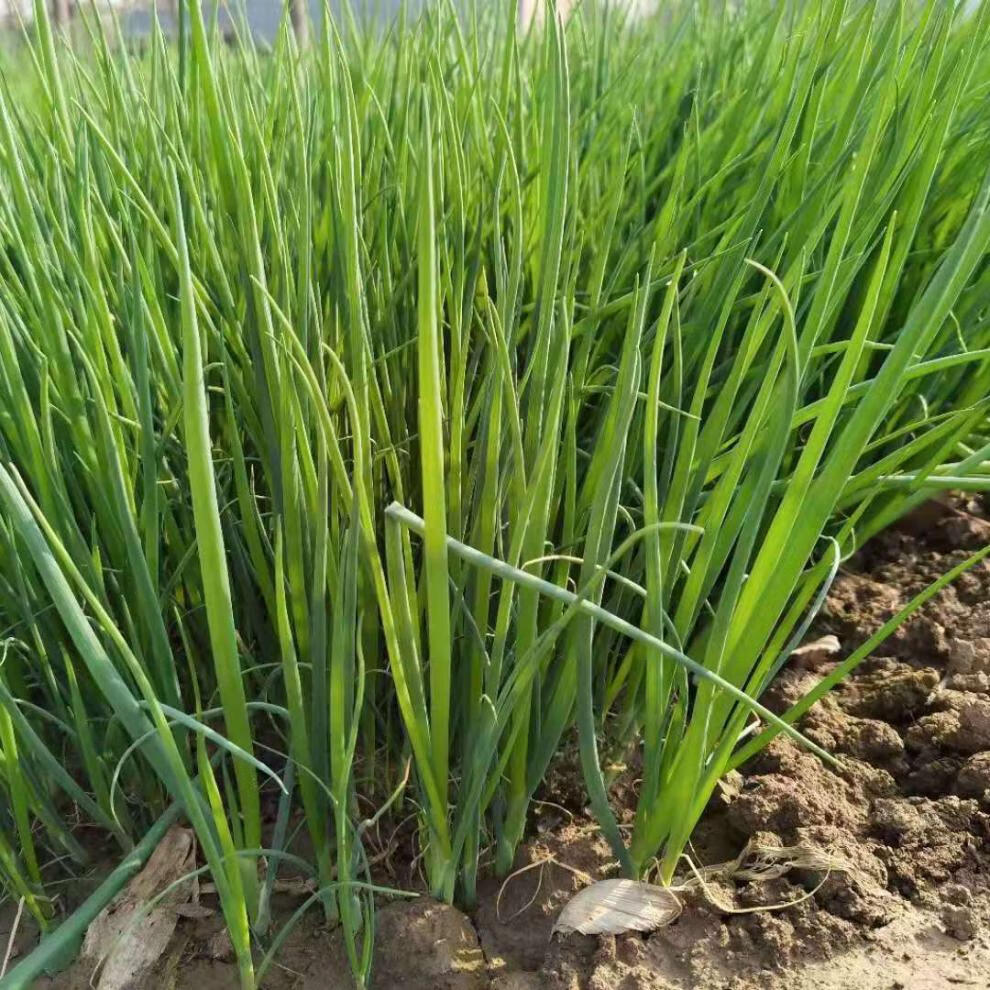 大葱苗新鲜栽苗葱苗幼苗葱秧子河南种植葱苗葱栽子山东小香葱 3斤葱苗