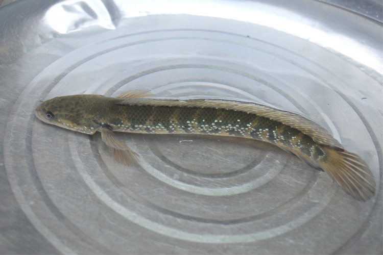 精品七星鱼冷水观赏鱼淡水食用山斑月鳢蛇鱼肉食原生珍珠雷龙鱼1条