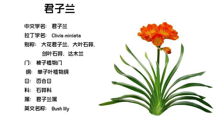 现货现发君子兰盆栽兰花苗君子兰大苗花卉盆栽宽叶君子兰室内君子兰